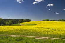 Canola in bloom / ...