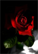 Rosa / ***