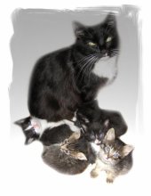 Feline family / ***