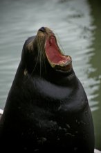 Sea Lion - sounds good! / ***