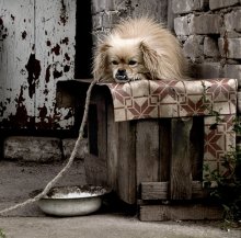 Sinned with my grandmother Pekingese ... / ***