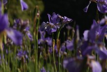 plantation irises / ................