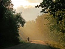 Forest road. / ***