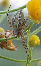 For some reason, most are waiting for the sun booty up / ***