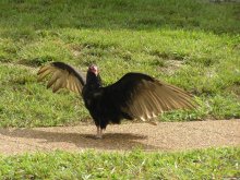 Good goose / ***