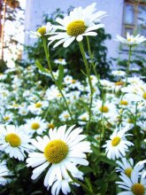 Daisies / ***