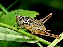 grasshopper / ***