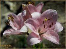 Lilies / ***