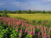 when in bloom willow-herb / -------