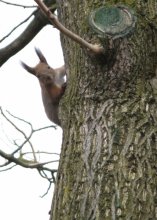 Squirrel / ***