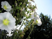 Flowers / ***