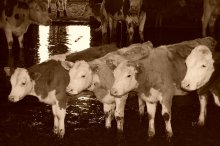 We are in something like ... / ***