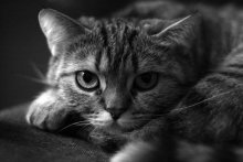 cat bw / ***