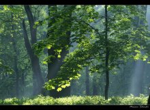 Forest morning / ***