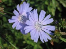 give me a kiss behind the ear / ***