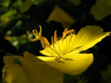 pistils, stamens / ***