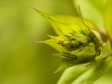 Green macro / ***