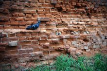 Birds and the walls of Novosibirsk. / ***