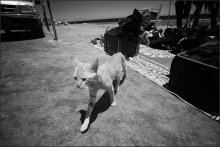 A series of "Life of pussies" / http://crmax.livejournal.com/20444.html#cutid1