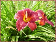 After the rain / ***