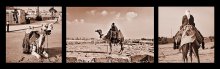 Camels of Egypt / http://www.flickr.com/photos/alena_romanenko/2346587573/