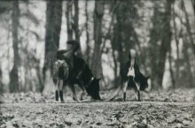 dog and the dog / ***