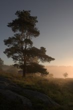 Morning pine from the solar nebula .... / ***