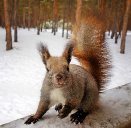 Winter has come ... / ***