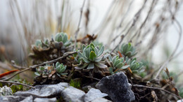 World underfoot / ***