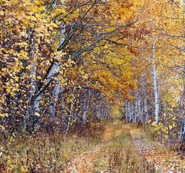 Autumn / ***