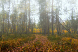 in the autumn forest / ***