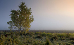 In the field stood a birch / ***