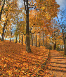 in the park / ***