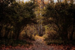 Autumn in the park Sokolniki. / ***