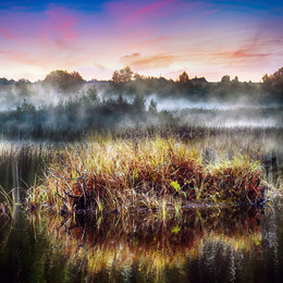 swamp / boloto
