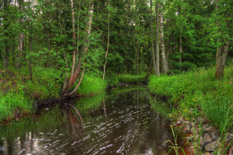 Forest River / ***