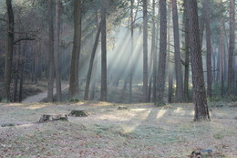 Grey morning / Sun rays a game only on 4-minutes...