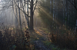 path in the woods / ***