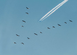 in one direction / ***