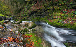 im Wald / im Wald