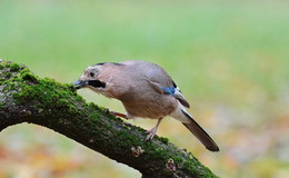 Jay / ***