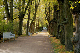 birch alley / ***