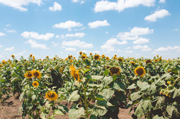 Sunflowers / ***