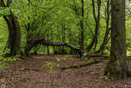 Im Urwald / Das Foto entstand im Urwald des Reinhardswaldes in Nordhessen.