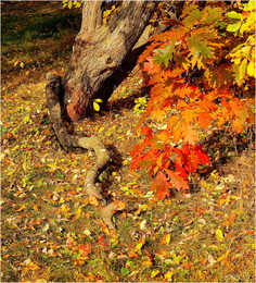 bright autumn / ***
