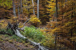 Autumn in the forest / ***