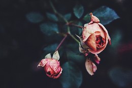 Leaving Summer / ***