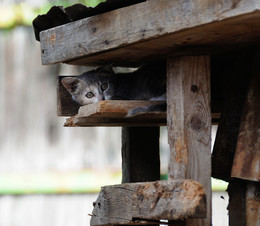 Kitty / ***