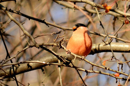 Bullfinch / ***