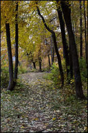 in the autumn forest / ***